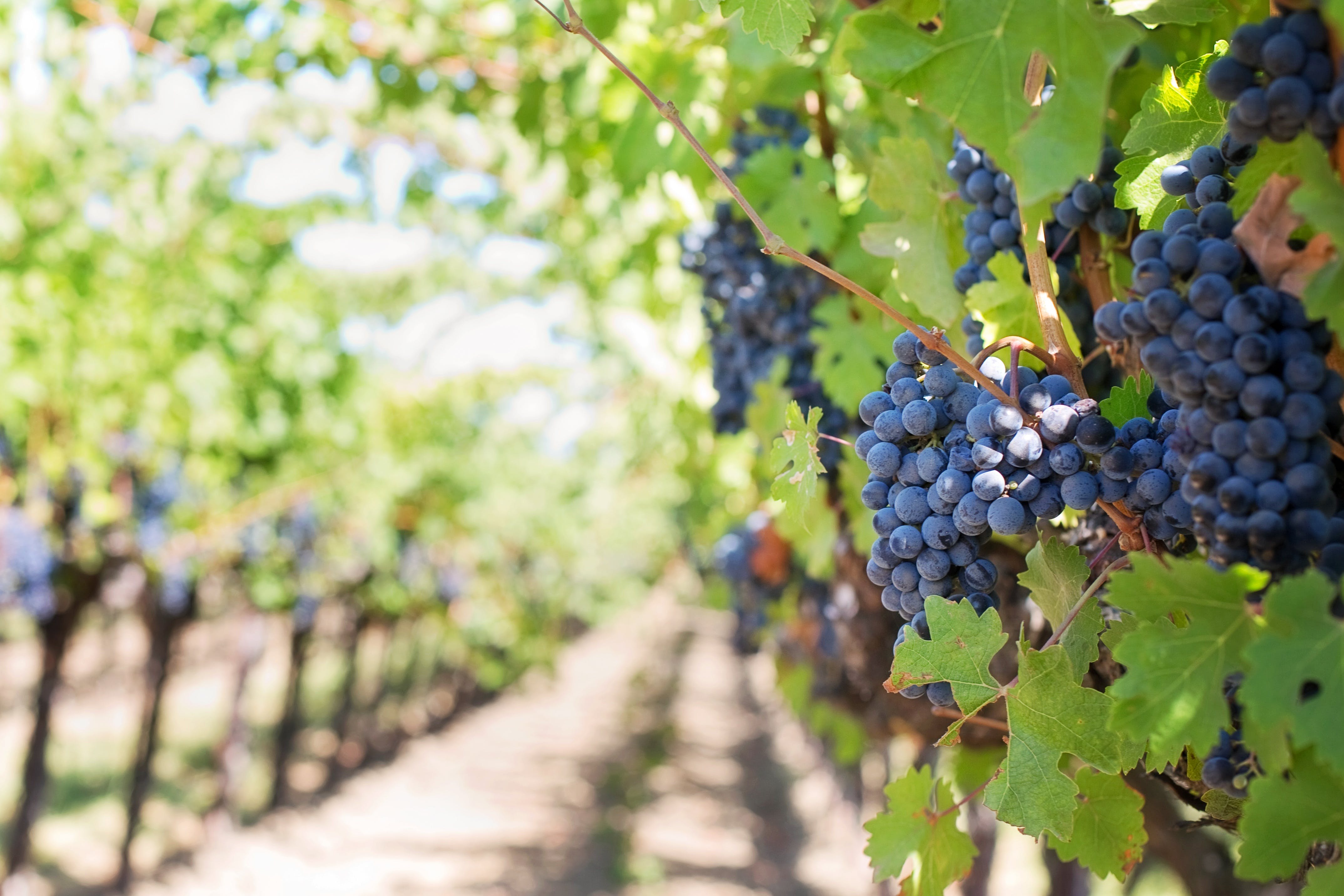 red wine grapes on a vine in a vineyard